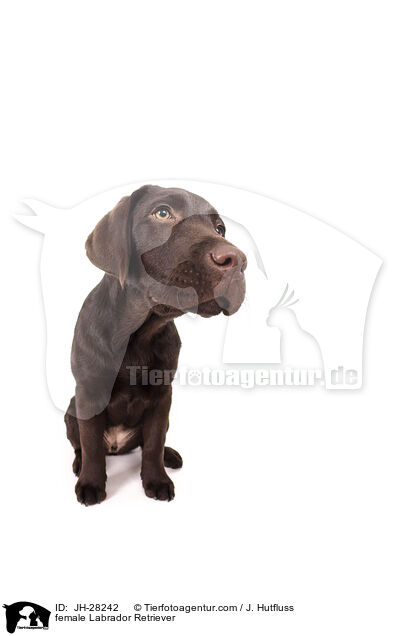 Labrador Retriever Hndin / female Labrador Retriever / JH-28242