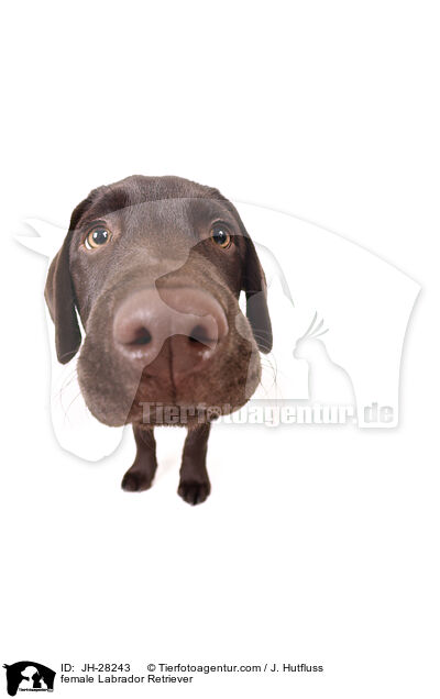 Labrador Retriever Hndin / female Labrador Retriever / JH-28243