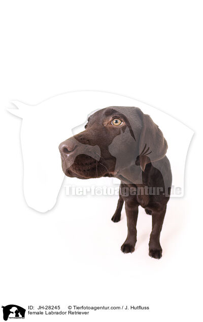 female Labrador Retriever / JH-28245
