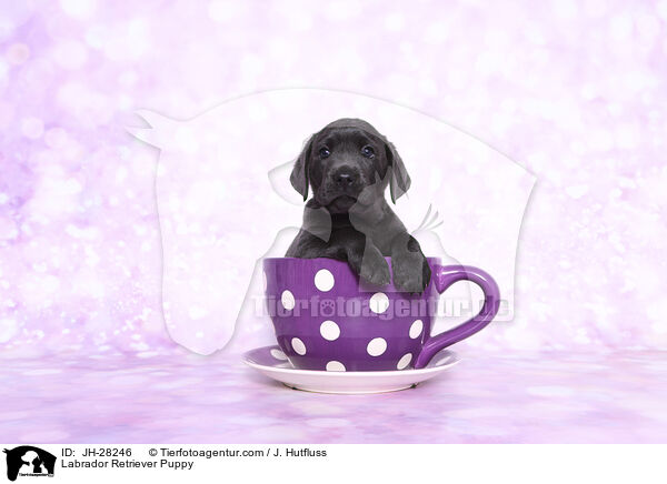 Labrador Retriever Welpe / Labrador Retriever Puppy / JH-28246