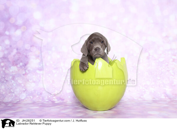 Labrador Retriever Welpe / Labrador Retriever Puppy / JH-28251