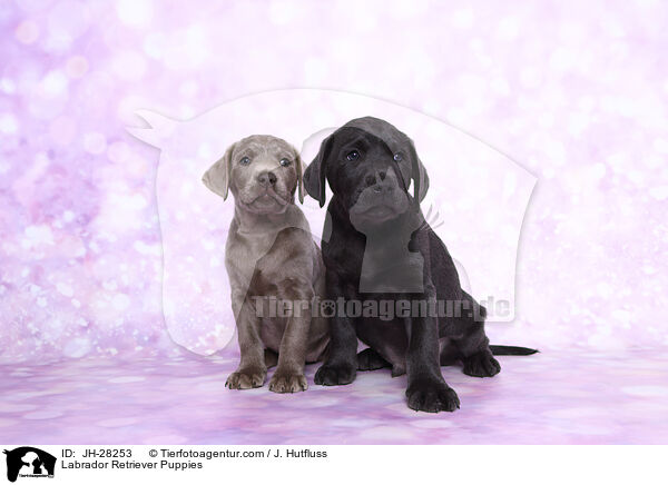 Labrador Retriever Welpen / Labrador Retriever Puppies / JH-28253