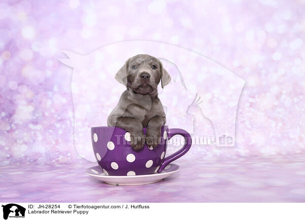 Labrador Retriever Puppy / JH-28254