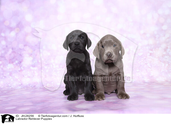 Labrador Retriever Puppies / JH-28256