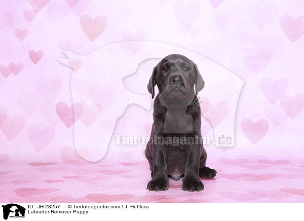 Labrador Retriever Welpe / Labrador Retriever Puppy / JH-28257
