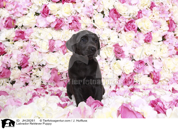 Labrador Retriever Welpe / Labrador Retriever Puppy / JH-28261