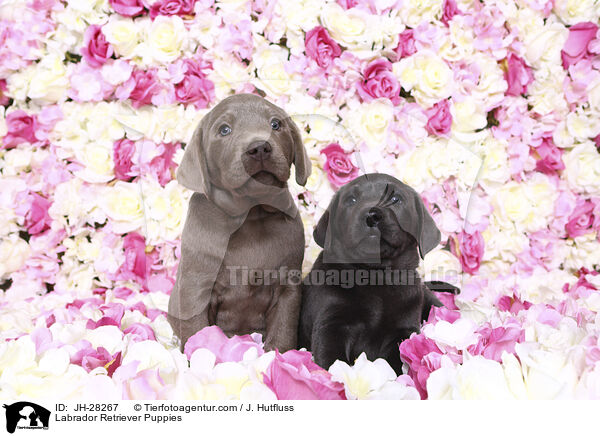 Labrador Retriever Welpen / Labrador Retriever Puppies / JH-28267