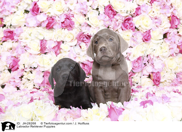 Labrador Retriever Puppies / JH-28268