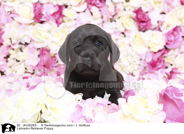 Labrador Retriever Welpe / Labrador Retriever Puppy / JH-28269