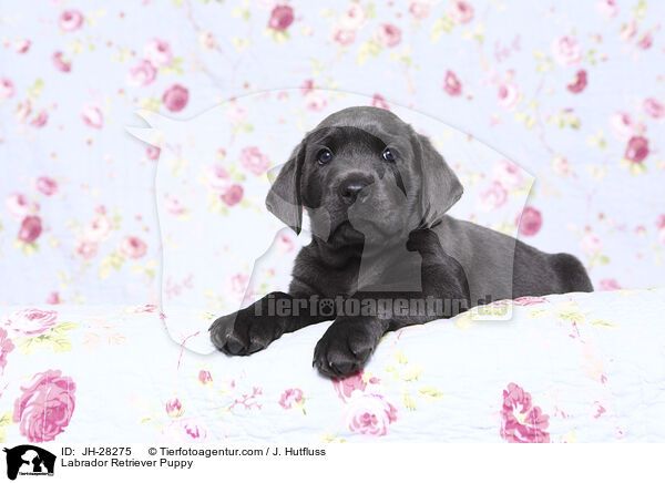 Labrador Retriever Puppy / JH-28275