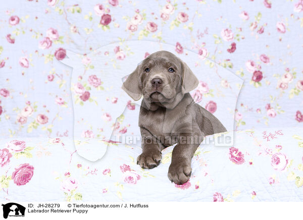 Labrador Retriever Welpe / Labrador Retriever Puppy / JH-28279
