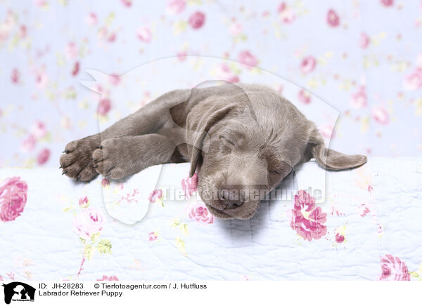 Labrador Retriever Puppy / JH-28283