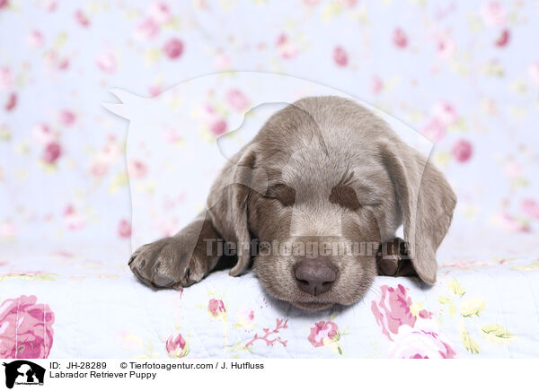 Labrador Retriever Welpe / Labrador Retriever Puppy / JH-28289