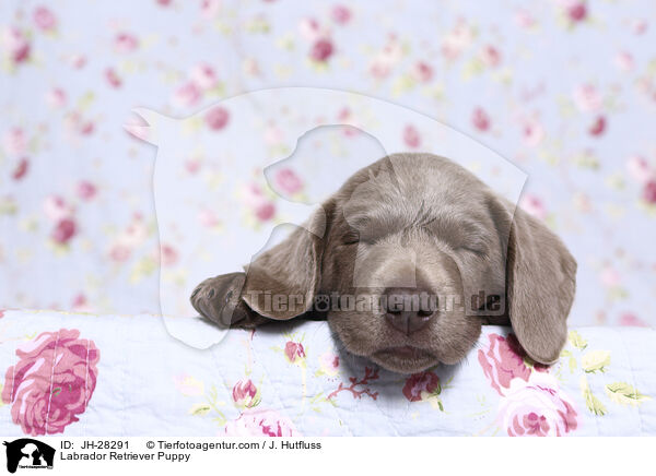 Labrador Retriever Welpe / Labrador Retriever Puppy / JH-28291