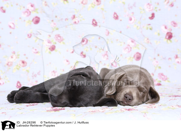 Labrador Retriever Welpen / Labrador Retriever Puppies / JH-28296