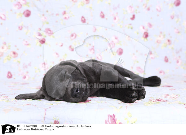 Labrador Retriever Welpe / Labrador Retriever Puppy / JH-28299