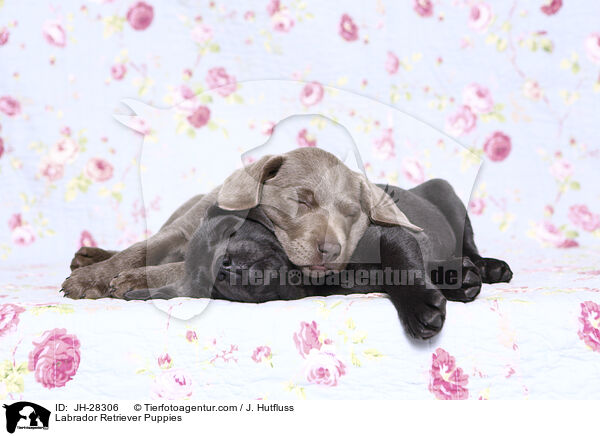 Labrador Retriever Welpen / Labrador Retriever Puppies / JH-28306