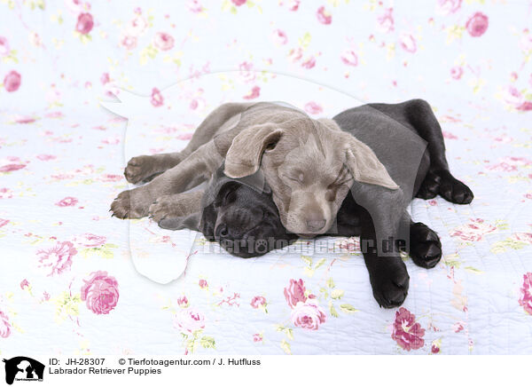 Labrador Retriever Welpen / Labrador Retriever Puppies / JH-28307