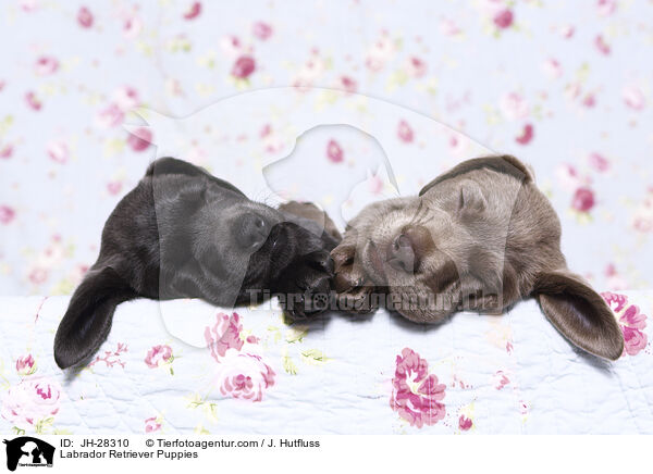 Labrador Retriever Puppies / JH-28310