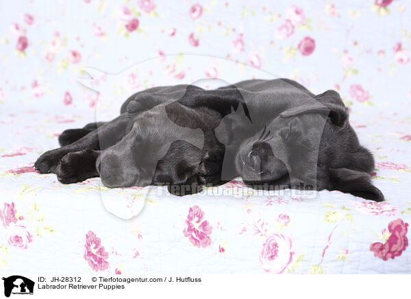 Labrador Retriever Welpen / Labrador Retriever Puppies / JH-28312