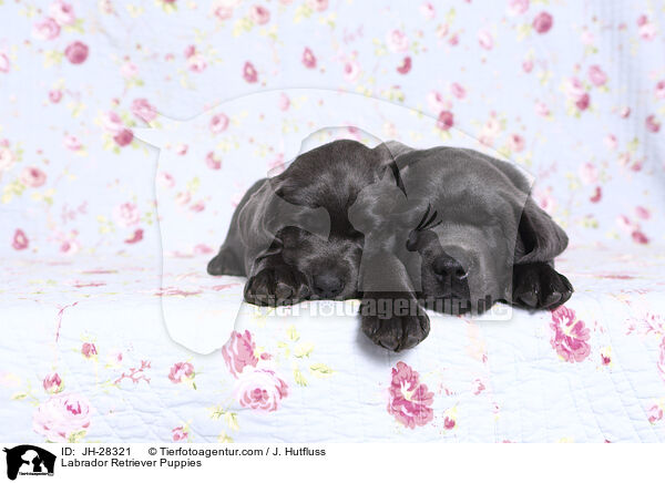 Labrador Retriever Puppies / JH-28321