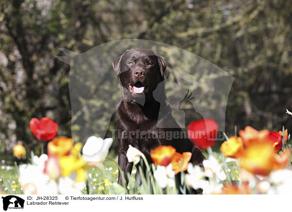 Labrador Retriever / Labrador Retriever / JH-28325