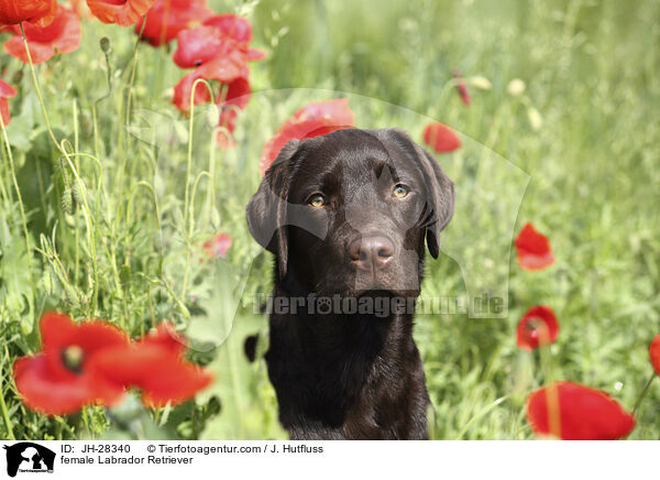 Labrador Retriever Hndin / female Labrador Retriever / JH-28340