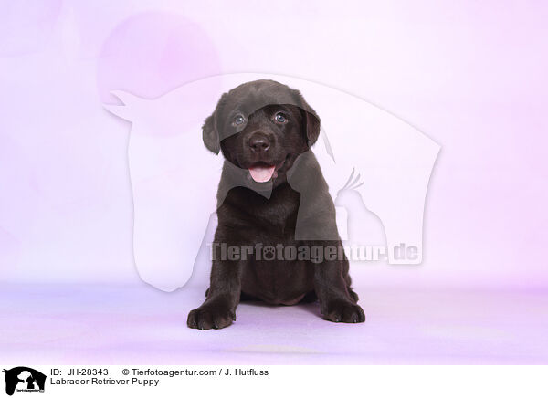 Labrador Retriever Welpe / Labrador Retriever Puppy / JH-28343