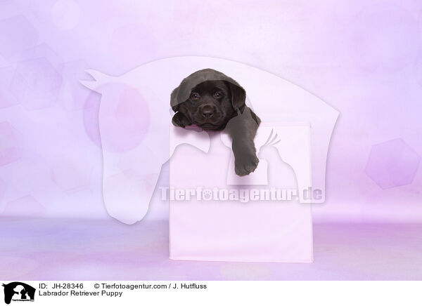 Labrador Retriever Welpe / Labrador Retriever Puppy / JH-28346