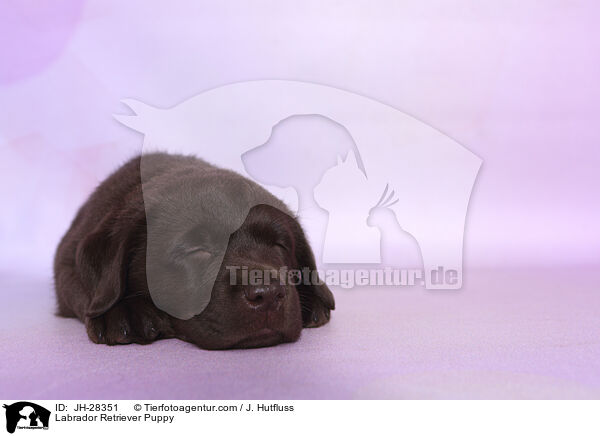 Labrador Retriever Welpe / Labrador Retriever Puppy / JH-28351