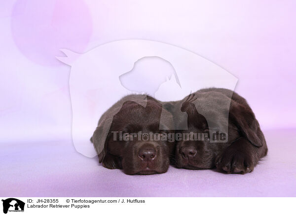 Labrador Retriever Welpen / Labrador Retriever Puppies / JH-28355