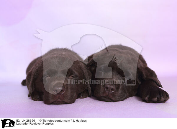 Labrador Retriever Welpen / Labrador Retriever Puppies / JH-28356