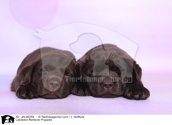 Labrador Retriever Welpen / Labrador Retriever Puppies / JH-28359