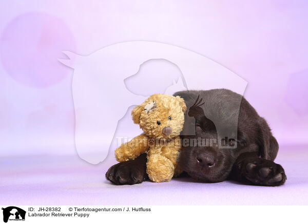 Labrador Retriever Welpe / Labrador Retriever Puppy / JH-28382