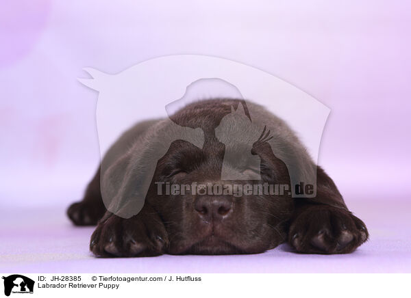 Labrador Retriever Welpe / Labrador Retriever Puppy / JH-28385
