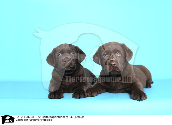 Labrador Retriever Welpen / Labrador Retriever Puppies / JH-28395