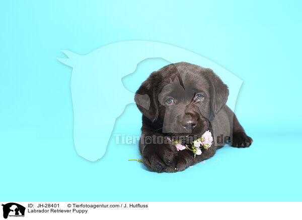 Labrador Retriever Welpe / Labrador Retriever Puppy / JH-28401