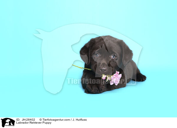 Labrador Retriever Welpe / Labrador Retriever Puppy / JH-28402