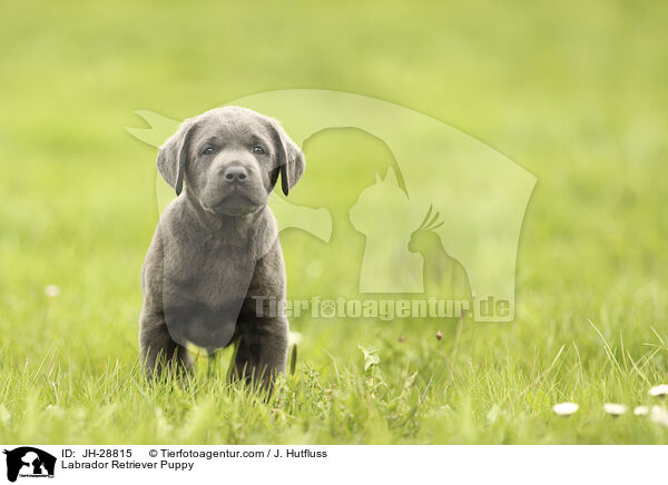 Labrador Retriever Welpe / Labrador Retriever Puppy / JH-28815