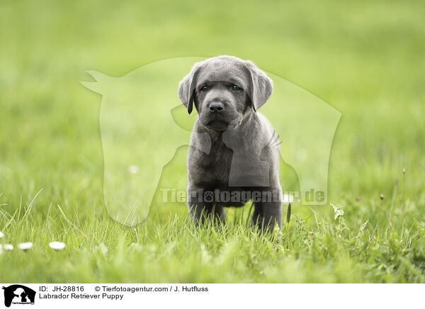 Labrador Retriever Welpe / Labrador Retriever Puppy / JH-28816