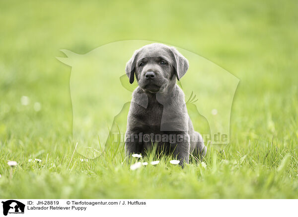 Labrador Retriever Puppy / JH-28819