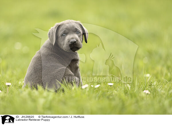 Labrador Retriever Puppy / JH-28820