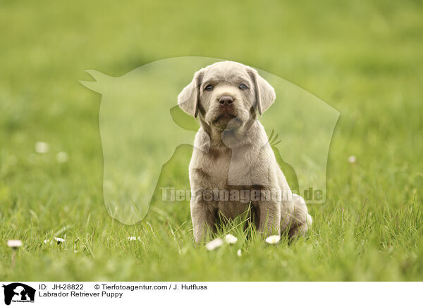 Labrador Retriever Welpe / Labrador Retriever Puppy / JH-28822