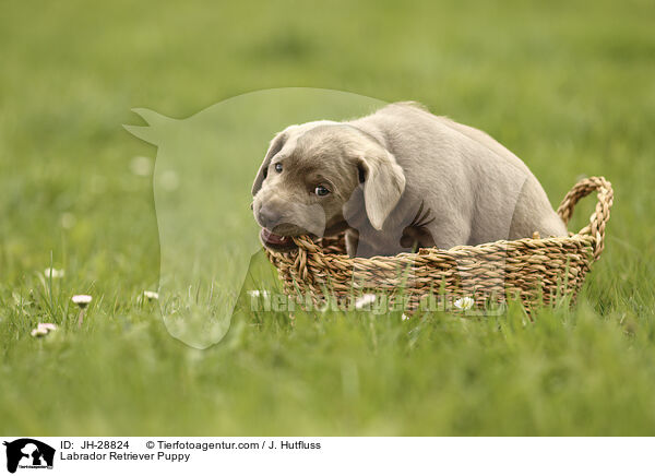 Labrador Retriever Welpe / Labrador Retriever Puppy / JH-28824