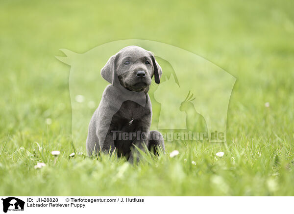 Labrador Retriever Puppy / JH-28828