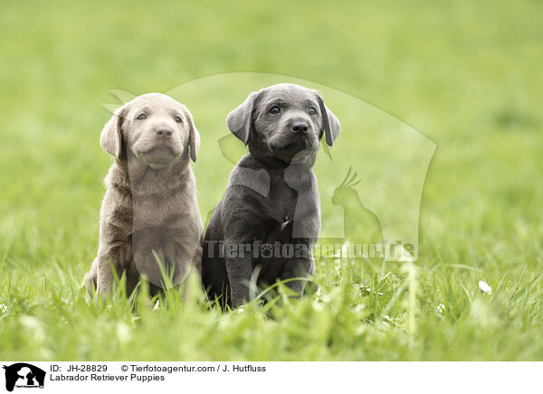 Labrador Retriever Puppies / JH-28829