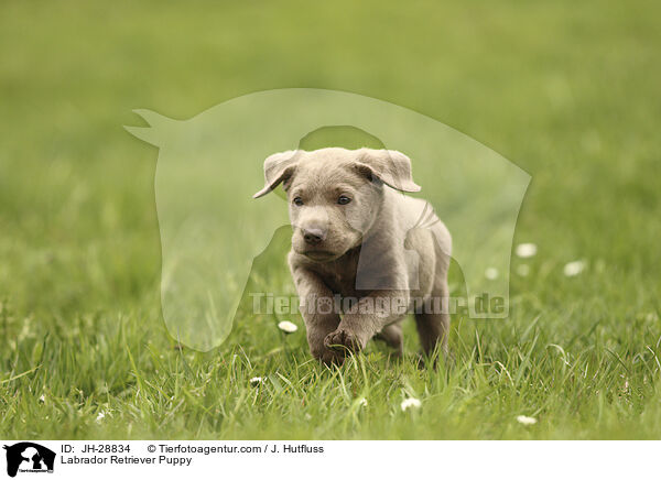 Labrador Retriever Puppy / JH-28834