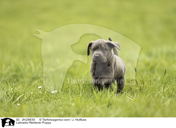 Labrador Retriever Welpe / Labrador Retriever Puppy / JH-28839