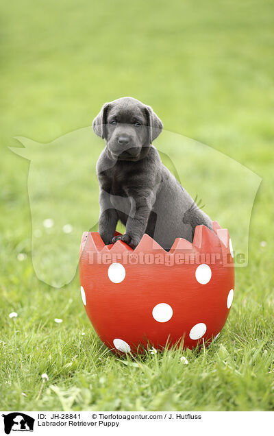 Labrador Retriever Puppy / JH-28841