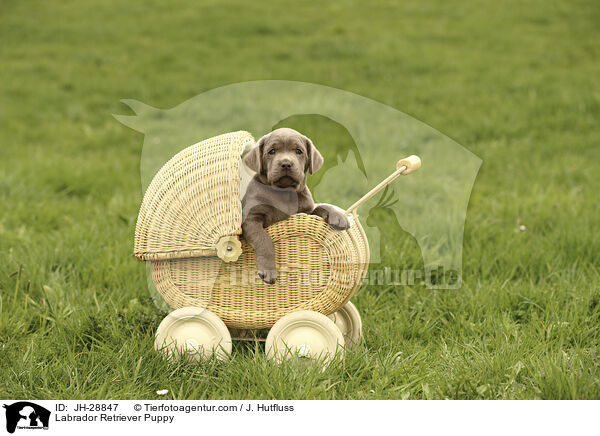 Labrador Retriever Puppy / JH-28847